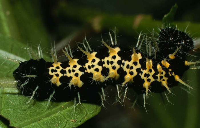 Fig 4. Larva en último estadio de Hypanartia arcaei. Area de Conservación Guanacaste, Sector Cacao Derrumbe, elevación1120mt. (00-SRNP-9277-DHJ53487.jpg).