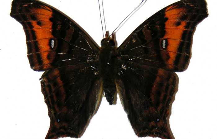 Fig. 14. Adulto de Hypanartia arcaei. Area de Conservación Guanacaste, Sector Cacao Estación Cacao, elevación1150mt. (05-SRNP-35749-DHJ309110).