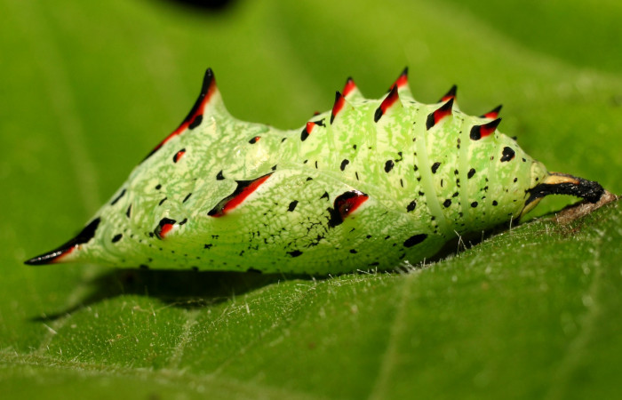 Fig 11. Pupa de Hypanartia arcaei, vista lateral, sujetada de la hoja de Alchornea latifolia. Area de Conservación Guanacaste, Sector Santa Maria, Sendero Fosa, elevación1600mt. 18-SRNP-18-SRNP-35272-DHJ734918).