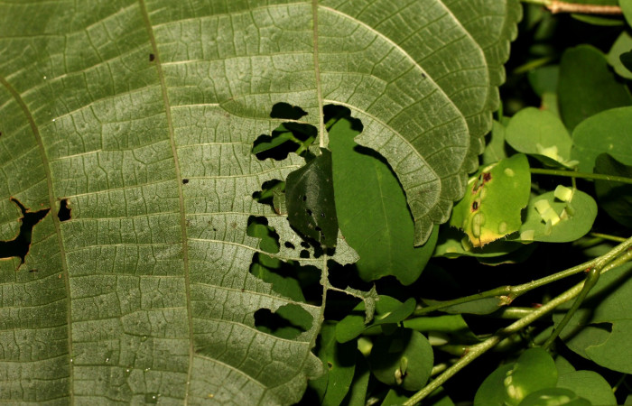 Fig 2. Larva en segundo estadio de Hypanartia arcaei. Area de Conservación Guanacaste, Sector Santa María, Sendero Fosa, elevación1600mt. (18-SRNP-35273-DHJ734939).