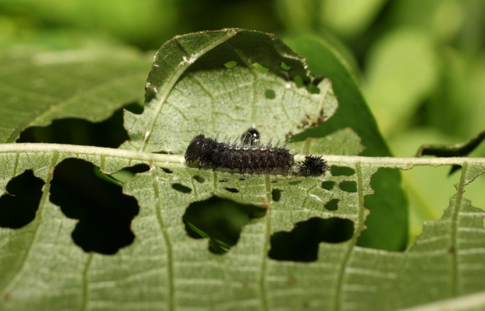 Fig 3. Larva en segundo estadio de Hypanartia arcaei. Area de Conservación Guanacaste, Sector Santa Maria, Sendero Fosa, elevación1600mt. (18-SRNP-35273-DHJ734943).