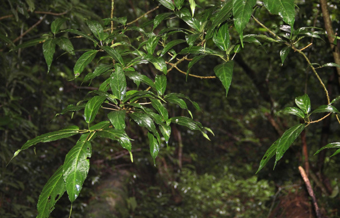 Fig 8. Area de Conservación Guanacaste, Sector Cacao Derrube, elevación 1220mt, planta hospedera de Hypanartia arcaei Urera simplex la familia Urticaceae. Foto, 24. Jose Manuel Pereira fecha, 10/04/2018