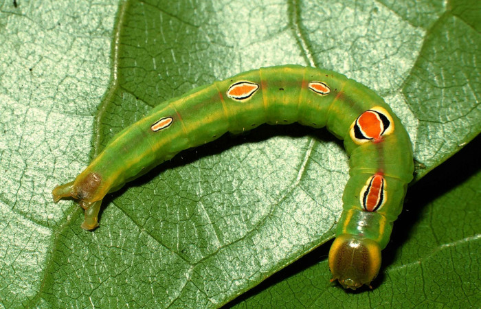 Figura 8. Larva <i>Sericochroa</i></i> Janzen01 (Notodontidae) alimentándose en <i>Vochysia guatemalensis</i></i> (Vochysiaceae). (00-SRNP1618-DHJ53072.jpg).