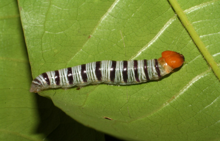 Figura 9. Larva <i>Drephalys</i></i> Burns01 (Hesperiidae) alimentándose en <i>Vochysia guatemalensis</i></i> Vochysiaceae (05-SRNP41092-DHJ406848.jpg).