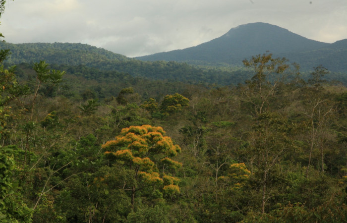 Figura 7. Estación Caribe, Area de Conservación Guanacaste (elevación 372 metros)  habitad margen de Bosque, colectada el  16 Abril 2014 <i>Vochysia guatemalensis</i></i> (Vochysiaceae).