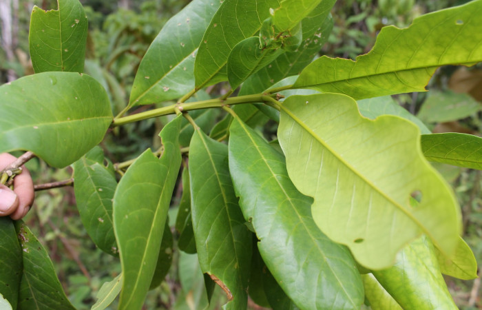 Figura 2. Estación Caribe, Area de Conservación Guanacaste (elevación 372 metros) posición hojas, colectada el  16 Abril 2014 <i>Vochysia guatemalensis</i></i>  (Vochysiaceae).