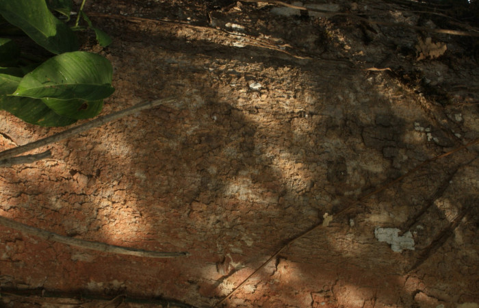 Figura 5. Estación Caribe, Area de Conservación Guanacaste (elevación 372 metros)  corteza, fecha  el  16 Abril 2014 <i>Vochysia guatemalensis</i></i> (Vochysiaceae).