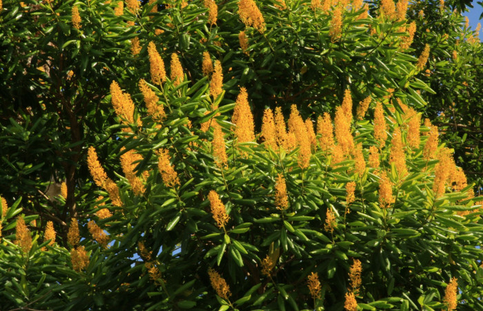 Figura 4. Estación Caribe, Area de Conservación Guanacaste (elevación 372 metros)  habitad flores, colectada el  16 Abril 2014 <i>Vochysia guatemalensis</i></i> (Vochysiaceae).