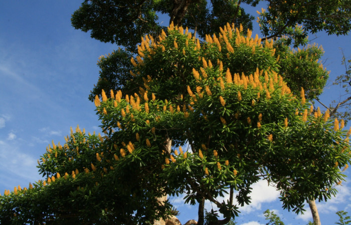  Figura 3. Estación Caribe, Area de Conservación Guanacaste (elevación 372 metros)  habitad flores, colectada el  16 Abril 2014 <i>Vochysia guatemalensis</i></i> (Vochysiaceae).