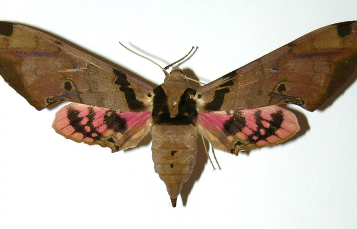 Fig. 1 Adulto hembra <i>Adhemarius fulvescens</i></i>
(Sphingidae), vista dorsal mide 97mm. Estacion Cacao, Sector Cacao. 1150 m. 97-SRNP-1223-DHJ304350.