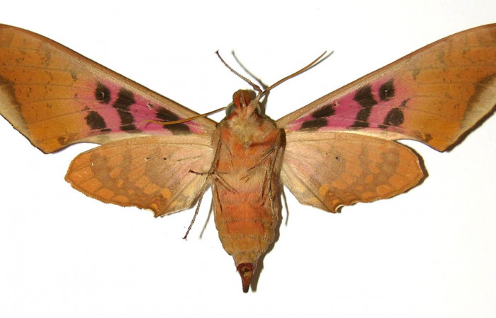 Fig. 2 Adulto hembra <i>Adhemarius fulvescens</i></i>
(Sphingidae), vista ventral mide 97mm. Estacion Cacao, Sector Cacao. 1150 m. 97-SRNP-1223-DHJ304351.