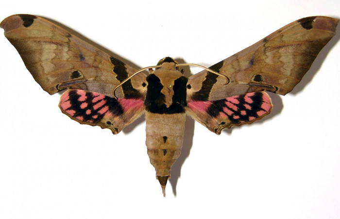 
Fig. 3 Adulto macho <i>Adhemarius fulvescens</i></i>
(Sphingidae), vista dorsal mide 99mm. Sendero Arenal, Sector Cacao. 1180 m. 99-SRNP-1216-DHJ95712.