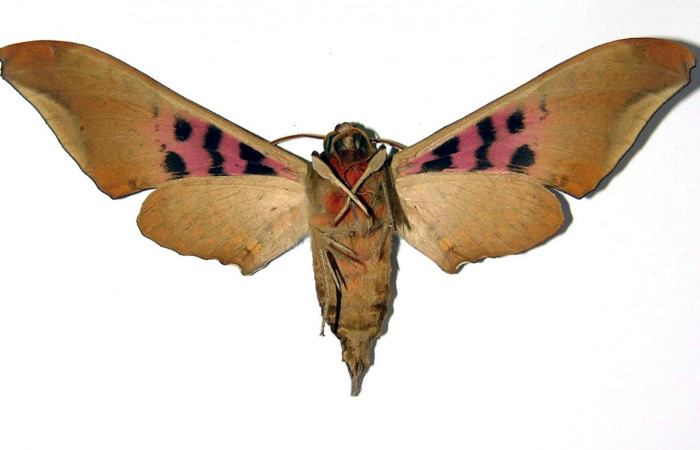 
Fig. 3 Adulto macho <i>Adhemarius fulvescens</i></i>
(Sphingidae), vista dorsal mide 99mm. Sendero Arenal, Sector Cacao. 1180 m. 99-SRNP-1216-DHJ95712.