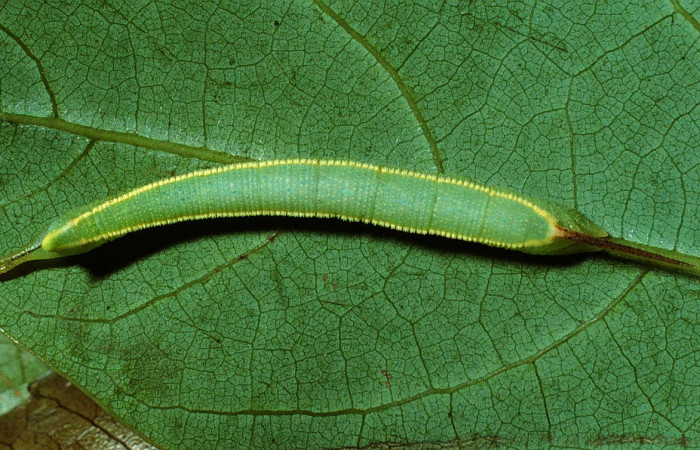 Fig. 5 Larva dorsal tercer estadio <i>Adhemarius fulvescens</i></i> (Sphingidae), mide 7mm. Sendero Derrube, Sector Cacao. 1220 m. 02-SRNP-9999-DHJ67840.