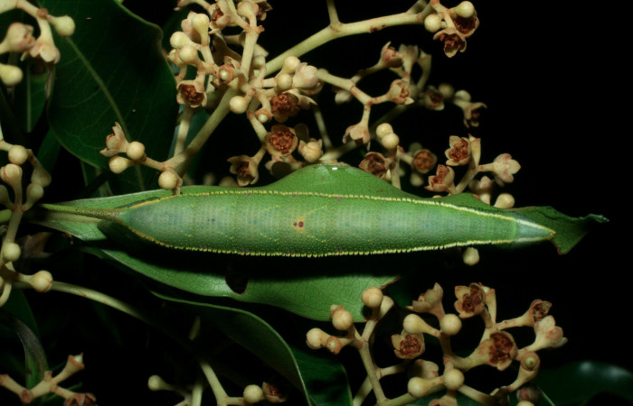 Fig. 6 Larva dorsal útilmo estadio <i>Adhemarius fulvescens</i></i> (Sphingidae), mide 7mm. Estación Cacao, Sector Cacao. 1220 m. 09-SRNP-36116-DHJ456629.