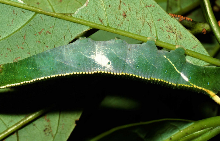 Fig. 7 Larva lateral entero útilmo estadio <i>Adhemarius fulvescens</i></i> (Sphingidae), mide 7mm. Sendero Derrube, Sector Cacao. 1220 m. 02-SRNP-9999-DHJ67840.