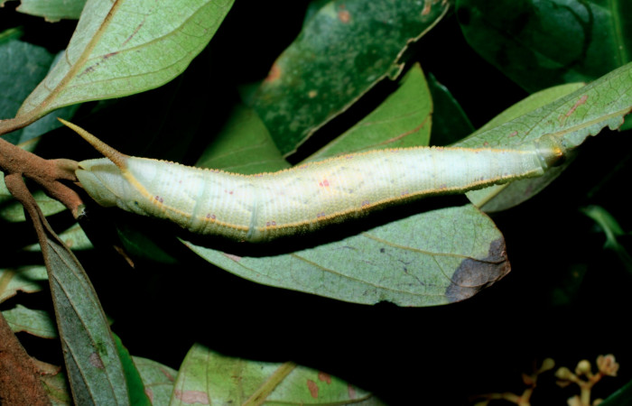 Fig. 8 Larva dorsal entero útilmo estadio <i>Adhemarius fulvescens</i></i> (Sphingidae), mide 7mm. Naranjales, Sector Cacao. 1030 m. 09-SRNP-36445-DHJ459185.