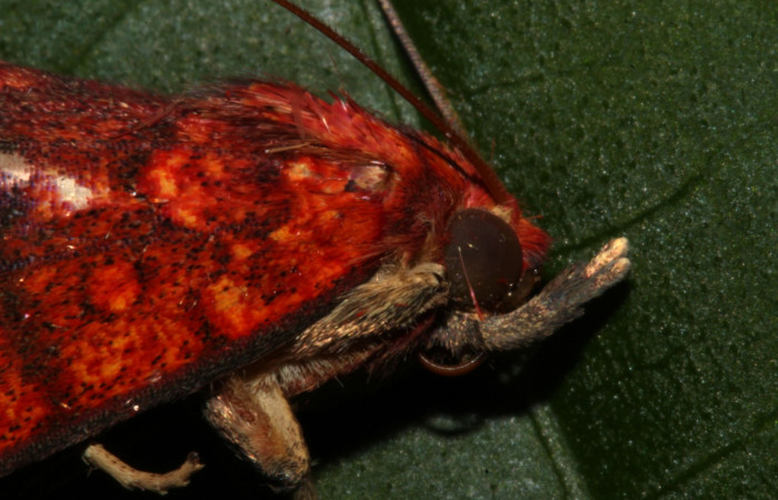 Fig.1 Adulto <i>Antiblemma incarnans</i></i> mostrando característica de la familia Erebidae, en la parte frontal, llamada palpos maxilares.  Voucher: 19-SRNP-30661-DHJ764974.jpg