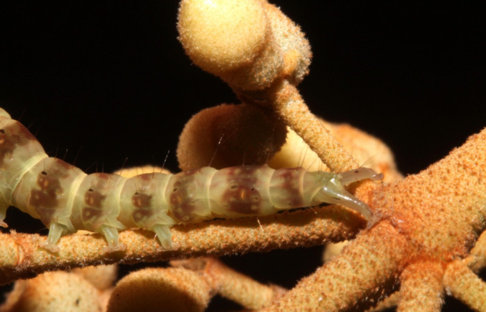 Fig.2 Larva  <i>Antiblemma</i></i> Poole35 en último estadío mostrando caracteristica de la familia Erebidae. Voucher: 14-SRNP-42655-DHJ708848.JPG