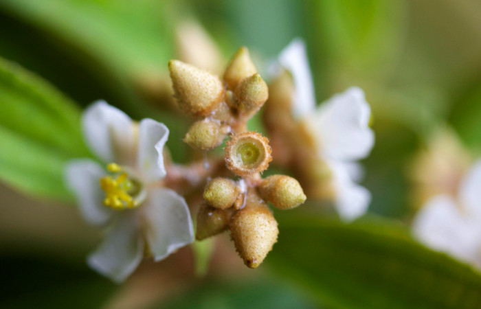 Fig.3 Botones y ovarios de <i>Conostegia xalapensis</i></i>, Estación Pitilla,  Area de Conservación Guanacaste, Foto P.Rios.