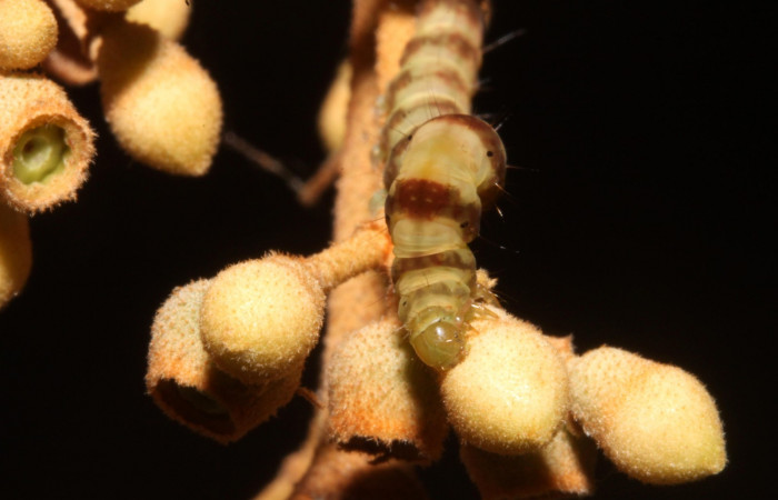 Fig. 4  Larva <i>Antiblemma</i></i> Poole35 en último estadio mostrando la parte frontal. Voucher: 14-SRNP-42655-DHJ708849.JPG