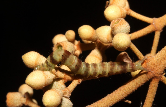 Fig.5 Larva <i>Antiblemma</i></i> Poole35  en último estadio mostrando los colores de cada segmento.  Voucher:  14-SRNP-42655-DHJ708850.JPG