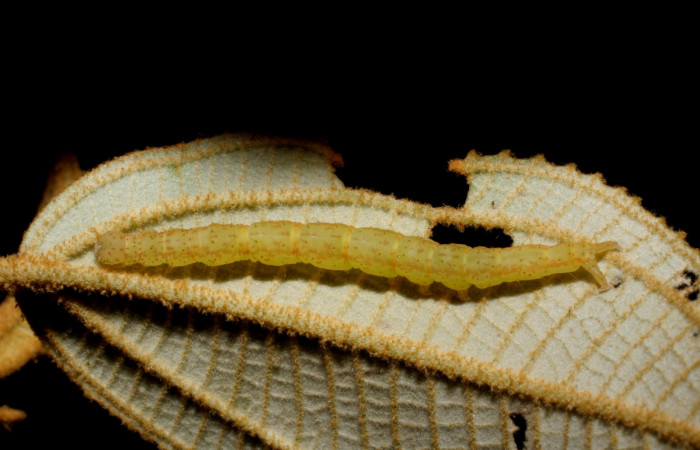 Fig.6 Larva <i>Antiblemma ceras</i></i> último estadio, parte lateral, mostrando comparaciones entre especies. Voucher:08-SRNP-32128-DHJ445758.JPG