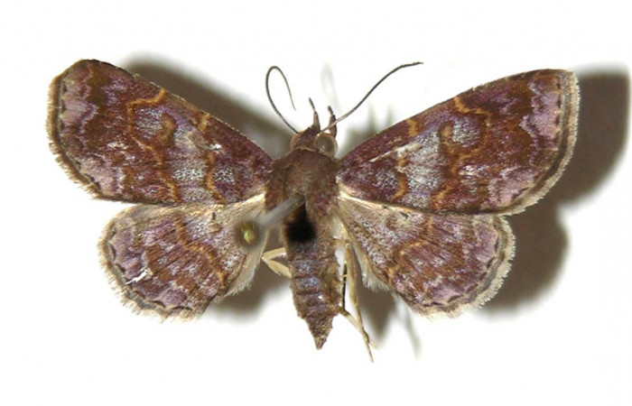 Fig.7 adulto <i>Antiblemma</i></i> Poole35 mostrando parte dorsal.  Voucher: 03-SRNP-11271-DHJ321684.jpg