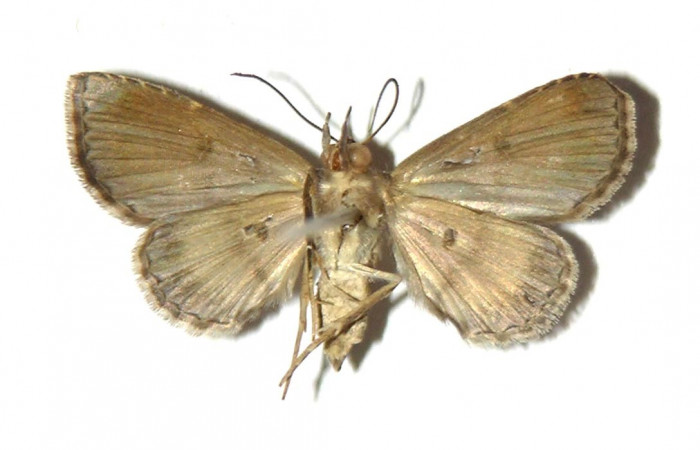 Fig.8 adulto <i>Antiblemma</i></i> Poole35  mostrando parte ventral.  Voucher: 03-SRNP-11271-DHJ321685.jpg