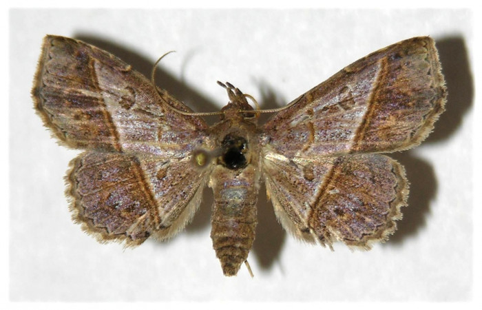 Fig.9 adulto <i>Antiblemma ceras</i></i> último estadio mostrando comparaciones entre especies. Voucher: 05-SRNP-5421-DHJ320866.jpg