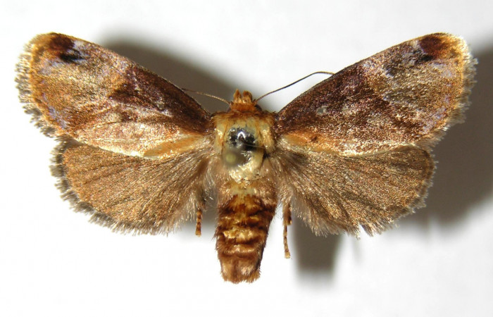 Fig. 1 Adulto <i>Venadicodia denderia</i></i> (Limacodidae), vista dorsal mide 26mm. Medrano, Sector Pitilla 380m. 06-SRNP-32046-DHJ349556.jpg