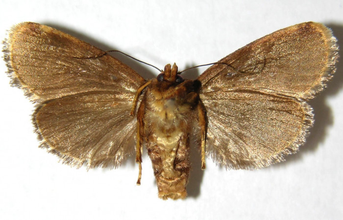 Fig. 2 Adulto <i>Venadicodia denderia</i></i> (Limacodidae), vista ventral mide 26mm. Medrano, Sector Pitilla 380m. 06-SRNP-32046-DHJ349557.