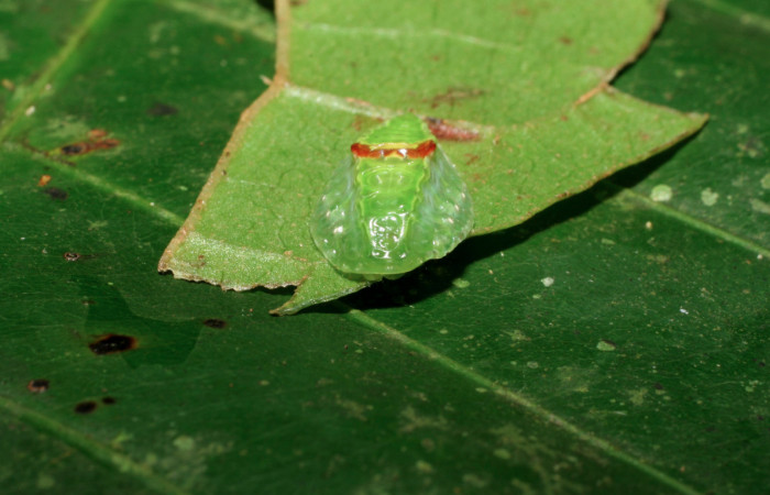 Fig. 3 Larva <i>Venadicodia denderia</i></i> (Limacodidae), vista dorsal mide 12mm. Medrano, Sector Pitilla 440m. 06-SRNP-32046-DHJ413145.