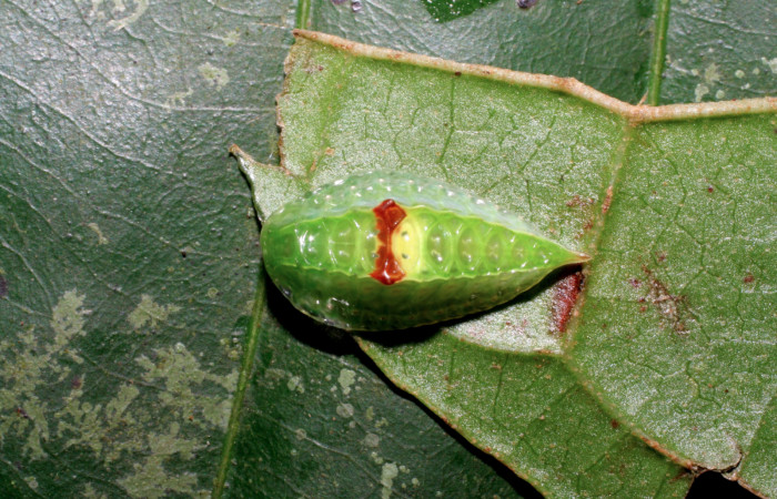 Fig. 4 Larva <i>Venadicodia denderia</i></i> (Limacodidae), vista dorsal mide 12mm. Medrano, Sector Pitilla 440m. 06-SRNP-32046-DHJ413146.