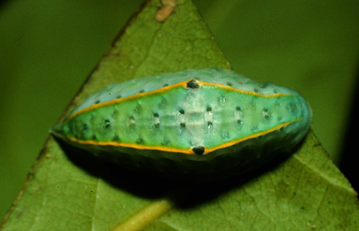 Fig. 5 Larva <i>Venadicodia caneti</i></i> (Limacodidae), vista dorsal. Los Almendros, Sector El Hacha 440m. 97-SRNP-5798-DHJ42920.