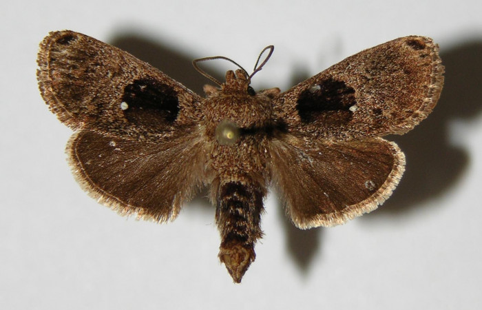 Fig. 6 Adulto <i>Venadicodia caneti</i></i> (Limacodidae), vista ventral mide 23mm.Cementerio Viejo, Sector Pitilla 570m. 03-SRNP-7557-DHJ336714.