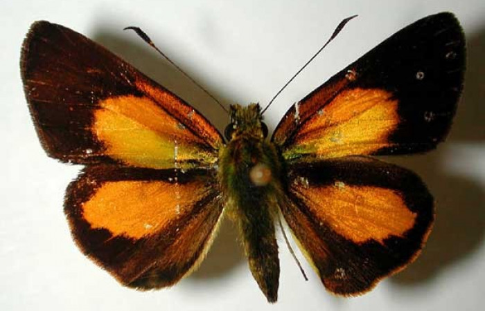 Fig. 4. <i>Falga sciras</i></i> (Hesperiidae). Primer adulto nacido en laboratorio, este provino de una pupa silvestre. Area de Conservación Guanacaste, Sector Cacao, Sendero Cima. (01-SRNP-7720-DHJ38540).