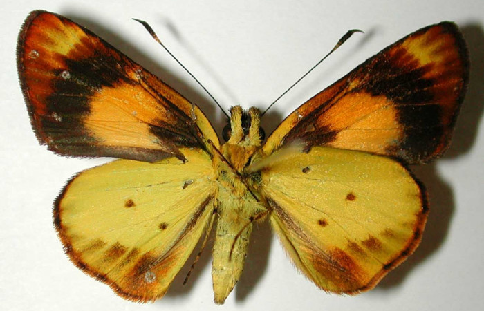 Fig. 1. <i>Falga sciras</i></i> (Hesperidae). Area de Conservación Guanacaste, Sector Cacao, Sendero Cima. (01-SRNP-7720-DHJ38541).