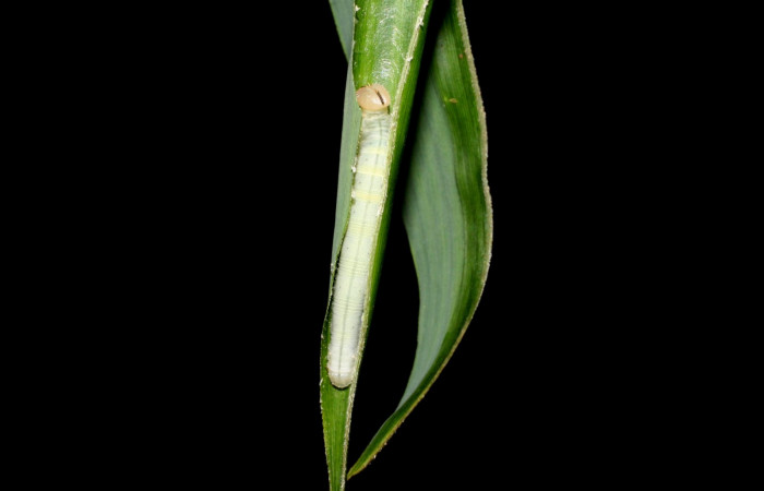 Fig. 5. <i>Falga sciras</i></i> (Hesperiidae), larva último estadio. Area de Conservación Guanacaste, Sector Cacao, Sendero Cima. (06-SRNP-35684-DHJ416731.jpg).