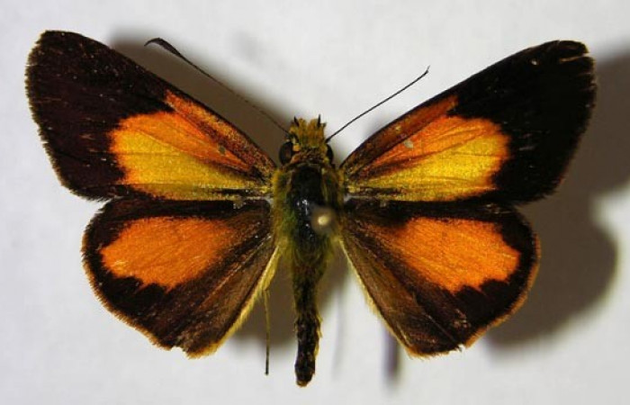 Fig. 2. <i>Falga sciras</i></i> (Hesperidae). Area de Conservación Guanacaste, Sector Cacao, Sendero Cima. (07-SRNP-35111-DHJ369776). Vista dorsal.
