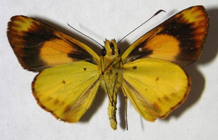 Fig. 3. <i>Falga sciras</i></i> (Hesperidae). Area de Conservación Guanacaste, Sector Cacao, Sendero Cima. (07-SRNP-35111-DHJ369777). Vista ventral.