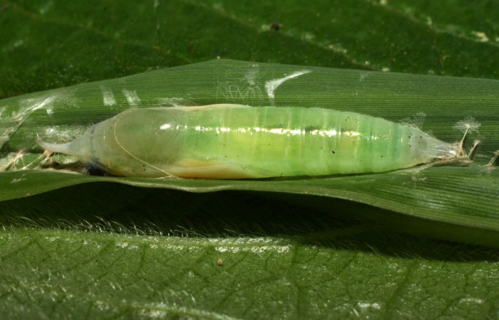 Fig. 10. Pupa <i>Falga sciras</i></i> (Hesperiidae). Area de Conservación Guanacaste, Sector Cacao, Sendero Cima. (15-SRNP-35486-DHJ709370.jpg).