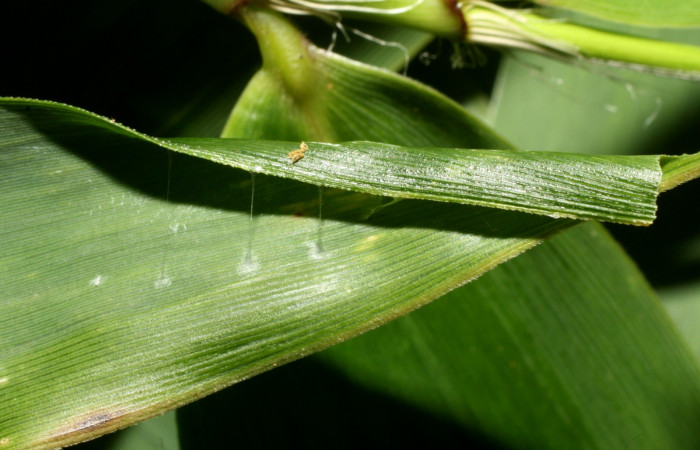 Fig. 6. Casita de <i>Falga sciras</i></i> (Hesperiidae), en <i>Rhipidocladum pittieri</i></i> (Poaceae). Area de Conservación Guanacaste, Sector Cacao, Sendero Cima. (15-SRNP-35771-DHJ709436.jpg).