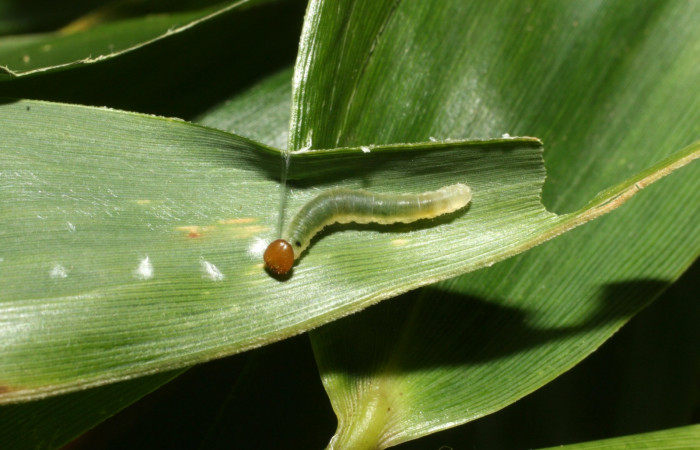 Fig. 7. <i>Falga sciras</i></i> (Hesperiidae), tercer estadio. Area de Conservación Guanacaste, Sector Cacao, Sendero Cima. (15-SRNP-35771-DHJ709439.jpg).
