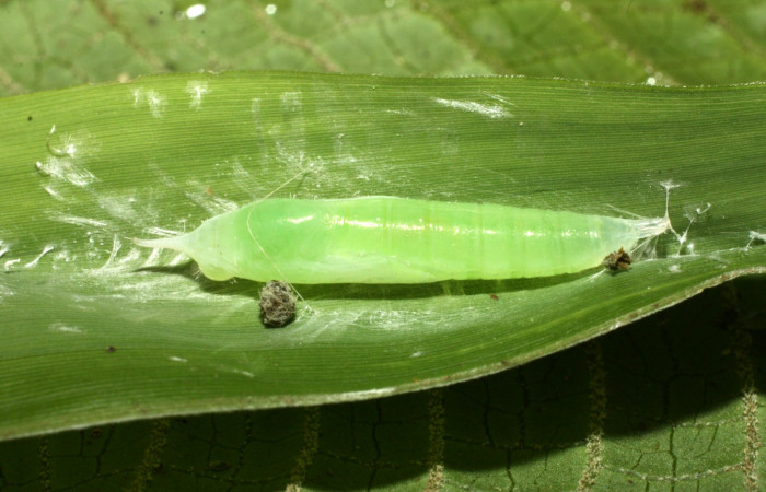 Fig. 9. Pupa <i>Falga sciras</i></i> (Hesperiidae). Area de Conservación Guanacaste, Sector Cacao, Sendero Cima. (15-SRNP-35777-DHJ709533.jpg).