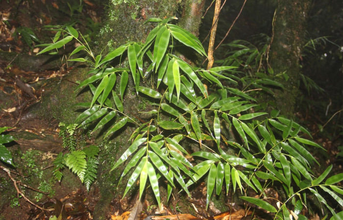 Fig. 11. <i>Rhipidocladum pittieri</i></i> familia Poaceae, de la subfamilia Bambusoideae, una especie de gramínea. Area de Conservación Guanacaste, Sector Cacao, Sendero Cima. Foto Parataxónoma Dunia Garcia. 08/21/2020.