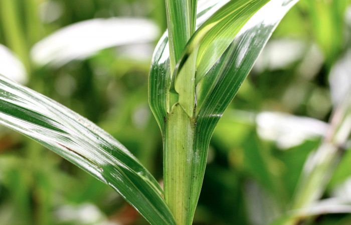 Fig. 10 Tallo y hojas de <i>Scleria latilofia</i></i> (Cyperaceae), cada tallo tiene forma triangular con sus lados afilados en forma de sierra incluyendo sus hojas, pueden cortar las manos si pasamos en forma contraria. Suampo Guapinoles Sector Del Oro, 15 de Enero 2021 Foto. Roster Moraga.