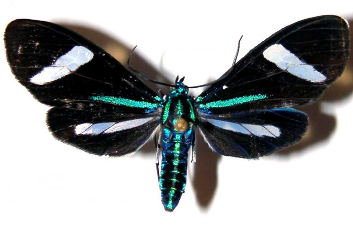 Fig- 1 Vista dorsal de la hembra <i>Mydromera notochloris</i></i> (Erebidae). (00-SRNP-21139-DHJ38836).