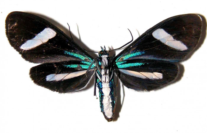 Fig- 2 Vista ventral de la hembra <i>Mydromera notochloris</i></i> (Erebidae). (00-SRNP-21139-DHJ38837).