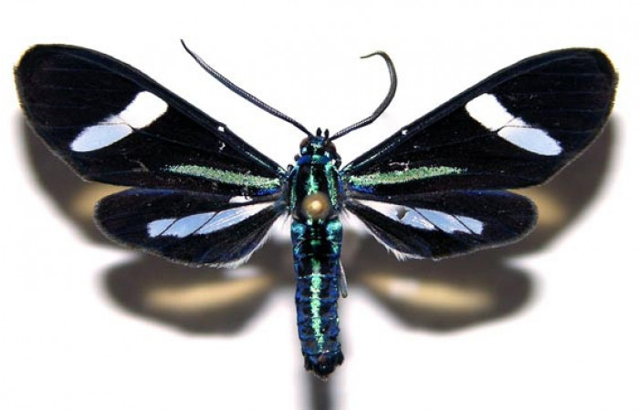 Fig- 3 Vista dorsal del macho <i>Mydromera notochloris</i></i> (Erebidae). (04-SRNP-30836-DHJ93130).